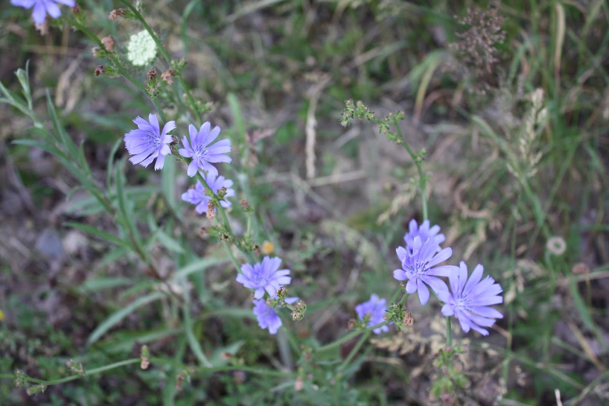 Common Chicory