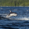 Pacific White-Sided Dolphin