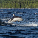 Pacific White-Sided Dolphin