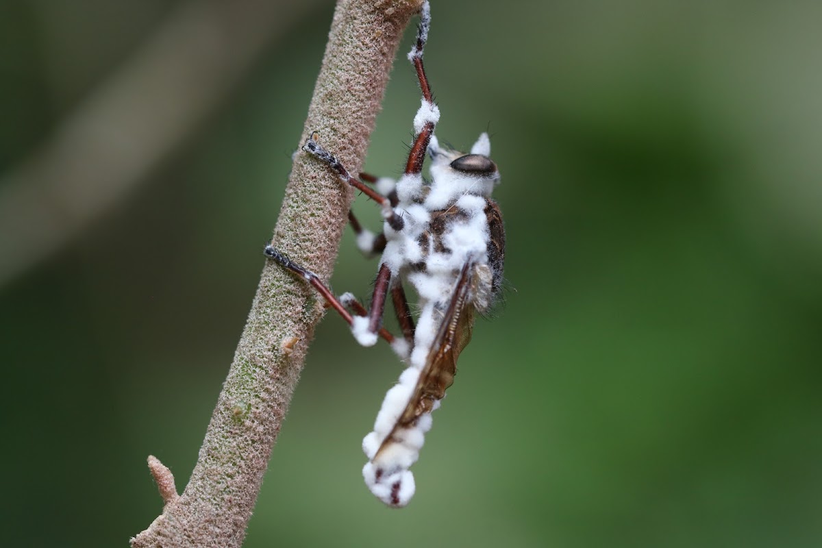 Sugar Icing Fungus