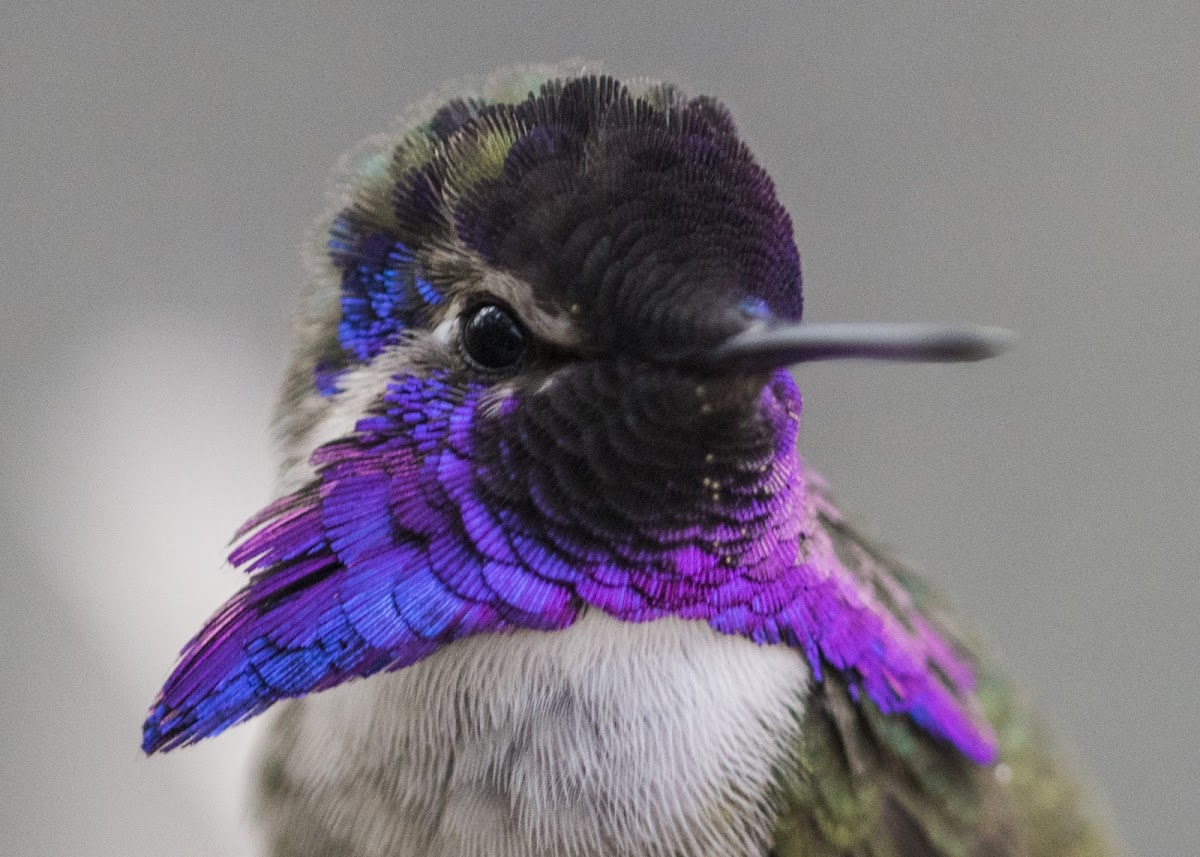 Costa's Hummingbird