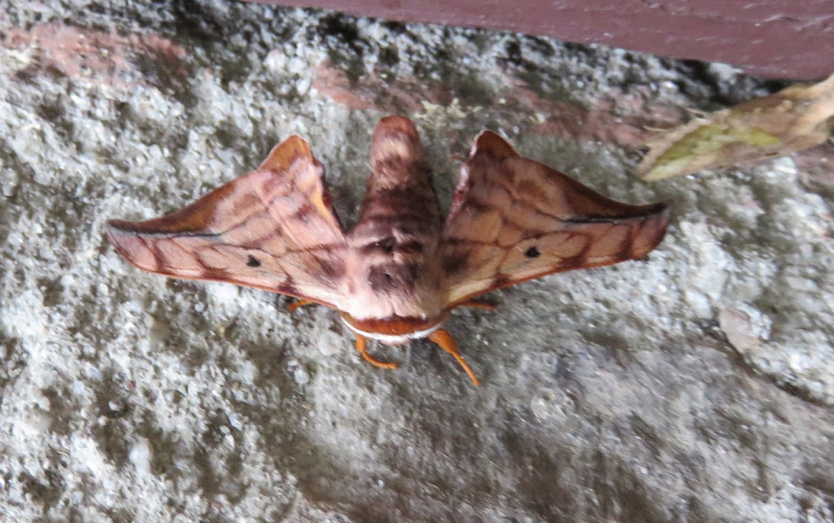 Bombycidae Moth