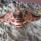 Bombycidae Moth