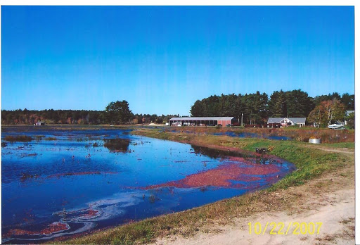 I pass this cranberry bog all the time,  it is only about 10 minutes from my house.
Had to stop by and take a picture ~  the workers were scooping up all the ripe cranberries !   