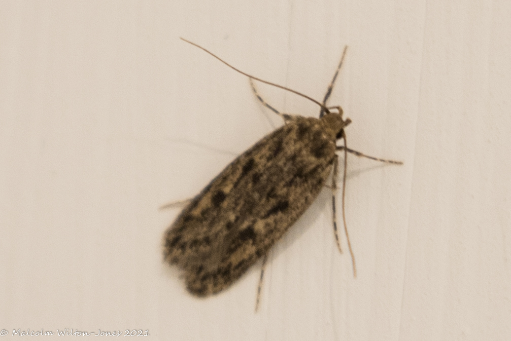 Brown House moth