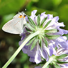 Gray Hairstreak Butterfly