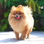 Pomeranian Dog HD Wallpapers Apk