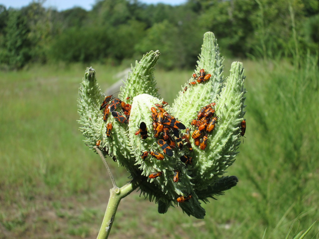 Large Milkweed Bug