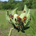 Large Milkweed Bug