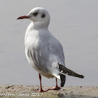 Black-headed Gull