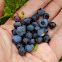 Lowbush Blueberry (Wild Blueberry)