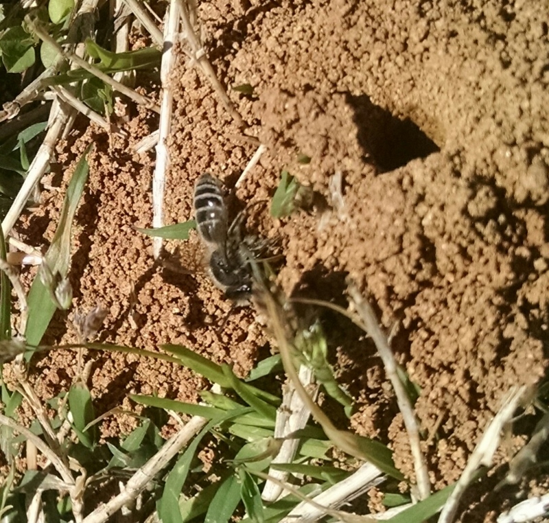 Mining bee