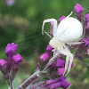 Crab spider