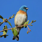 Lazuli bunting