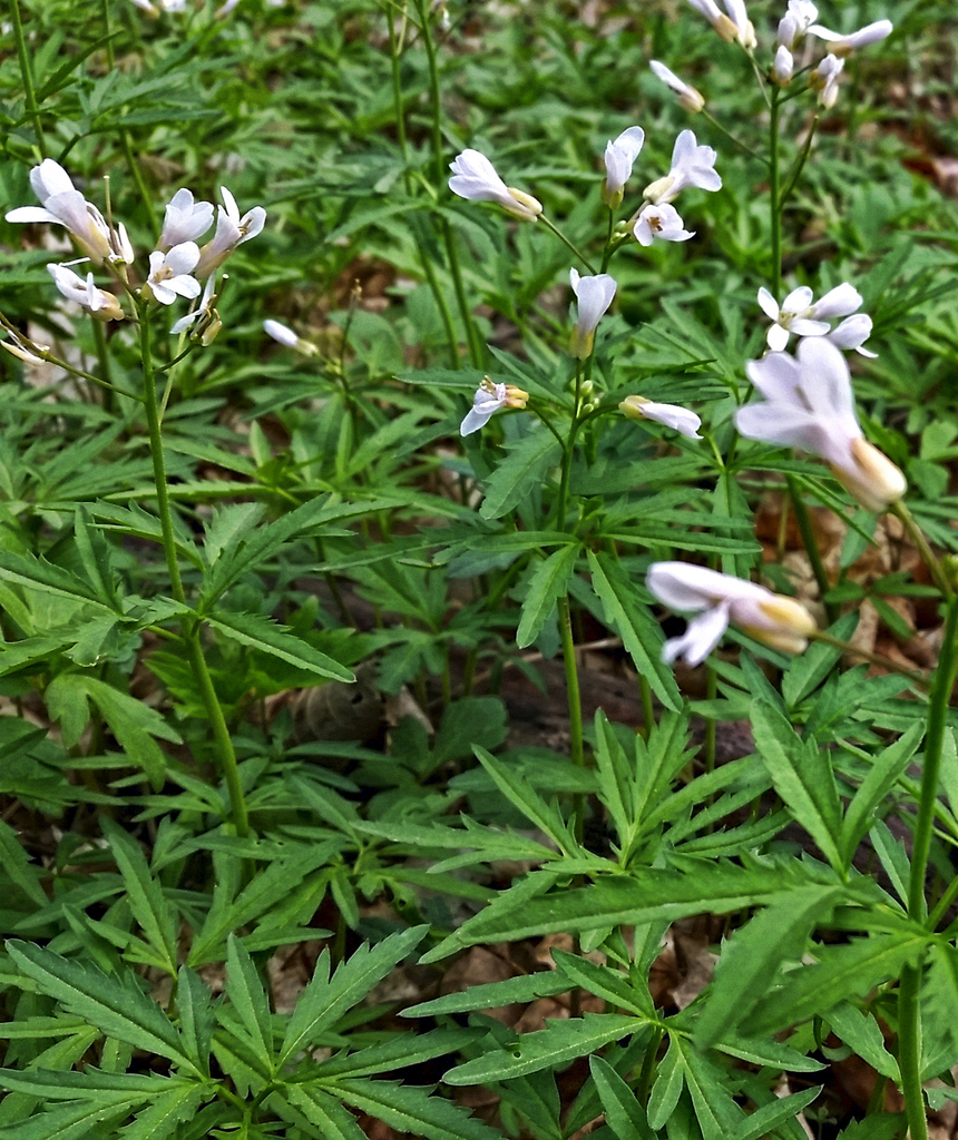 Cutleaf Toothwort