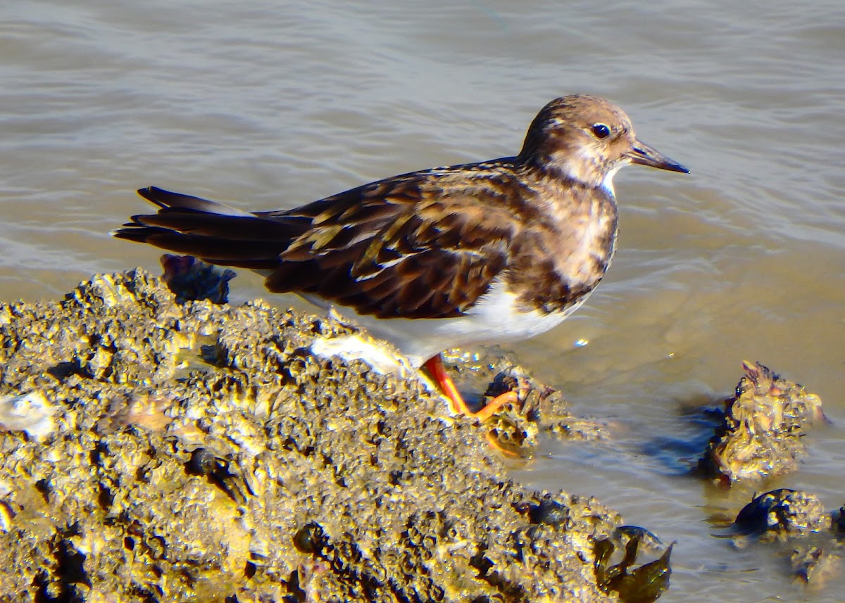 Ruddy turnstone