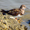 Ruddy turnstone