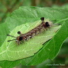 Caterpillar