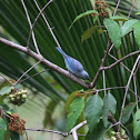 Blue-gray tanager