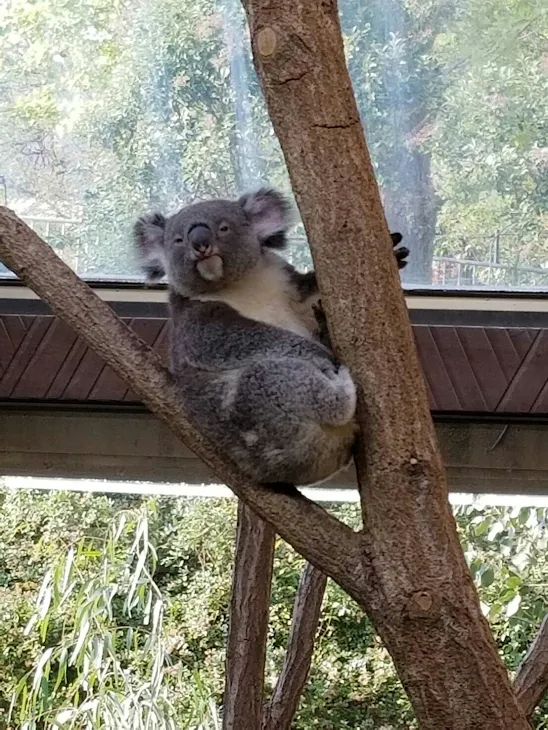 「動物園のラブラブデート」のメインビジュアル