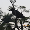 Large-billed Crow