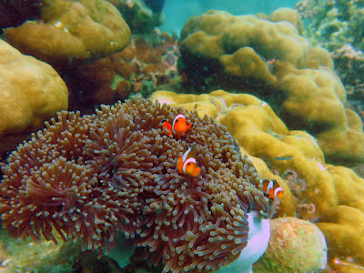 Spot Sea Anemone fish at the reef