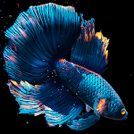 Cover Image of 下载 Betta Fish Live Wallpaper FREE 1.1 APK