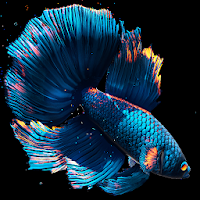 Download Betta Fish Live Wallpaper Free Free For Android Betta Fish Live Wallpaper Free Apk Download Steprimo Com