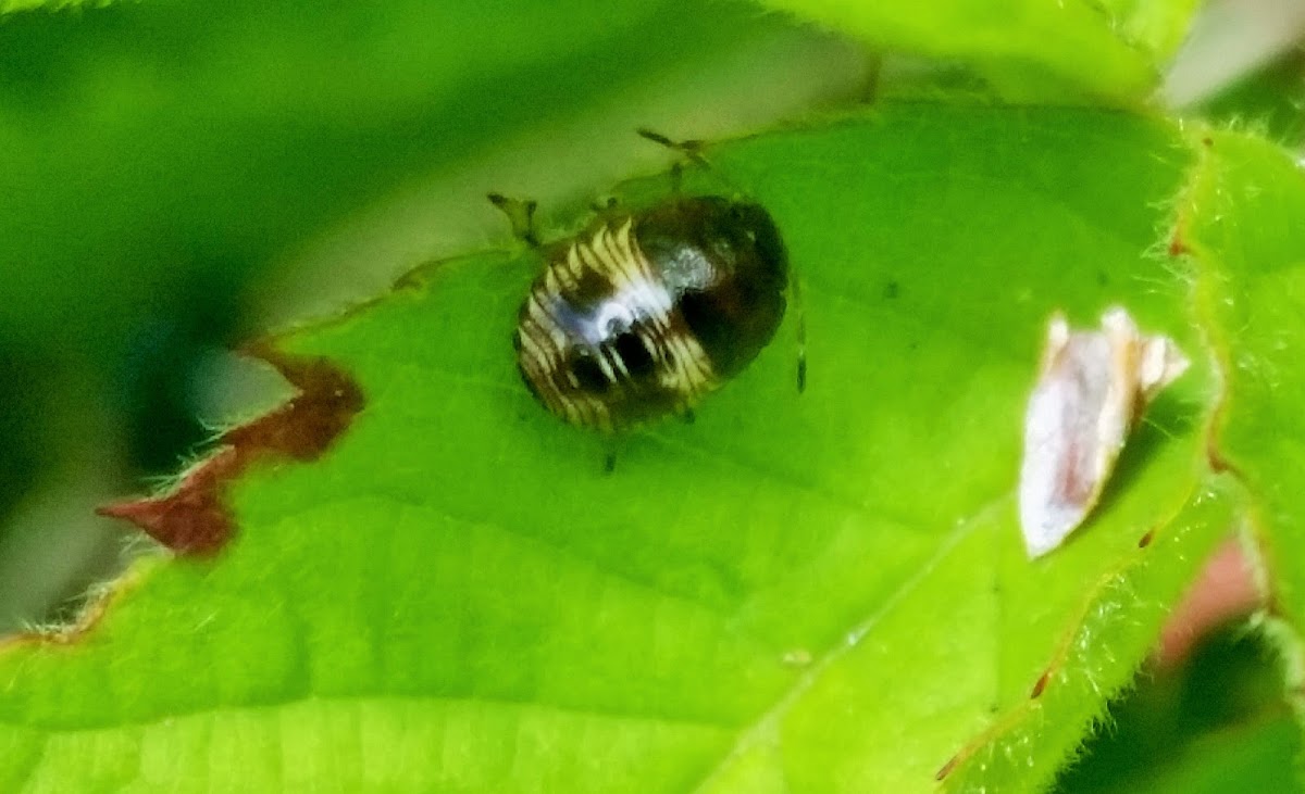 Green stink bug nymph