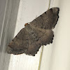 Unknown Geometrid Moth