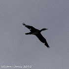 Cormorant; Cormorán Grande