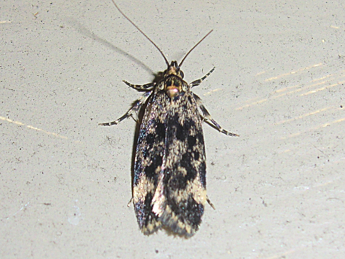 Oecophorid moth