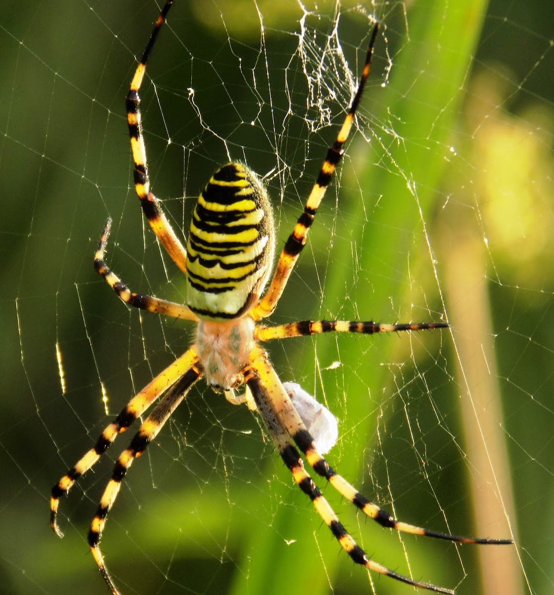 Wasp spider