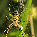 Wasp spider