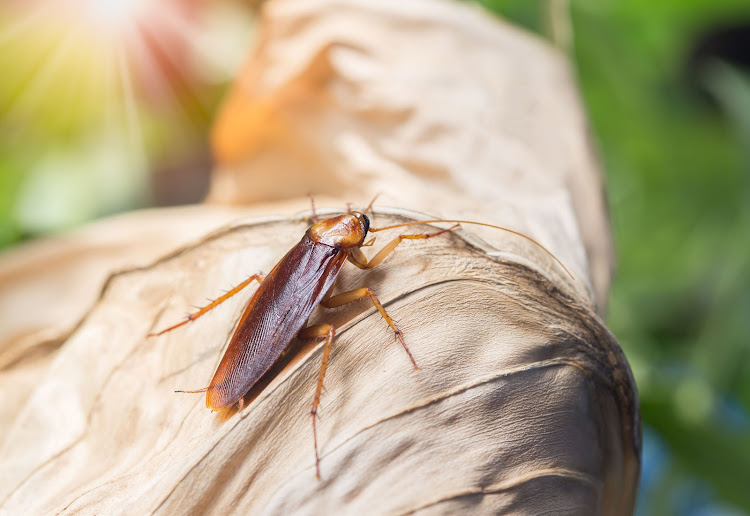 The cockroaches had set up a nest in his lawn.