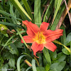 Orange Daylily