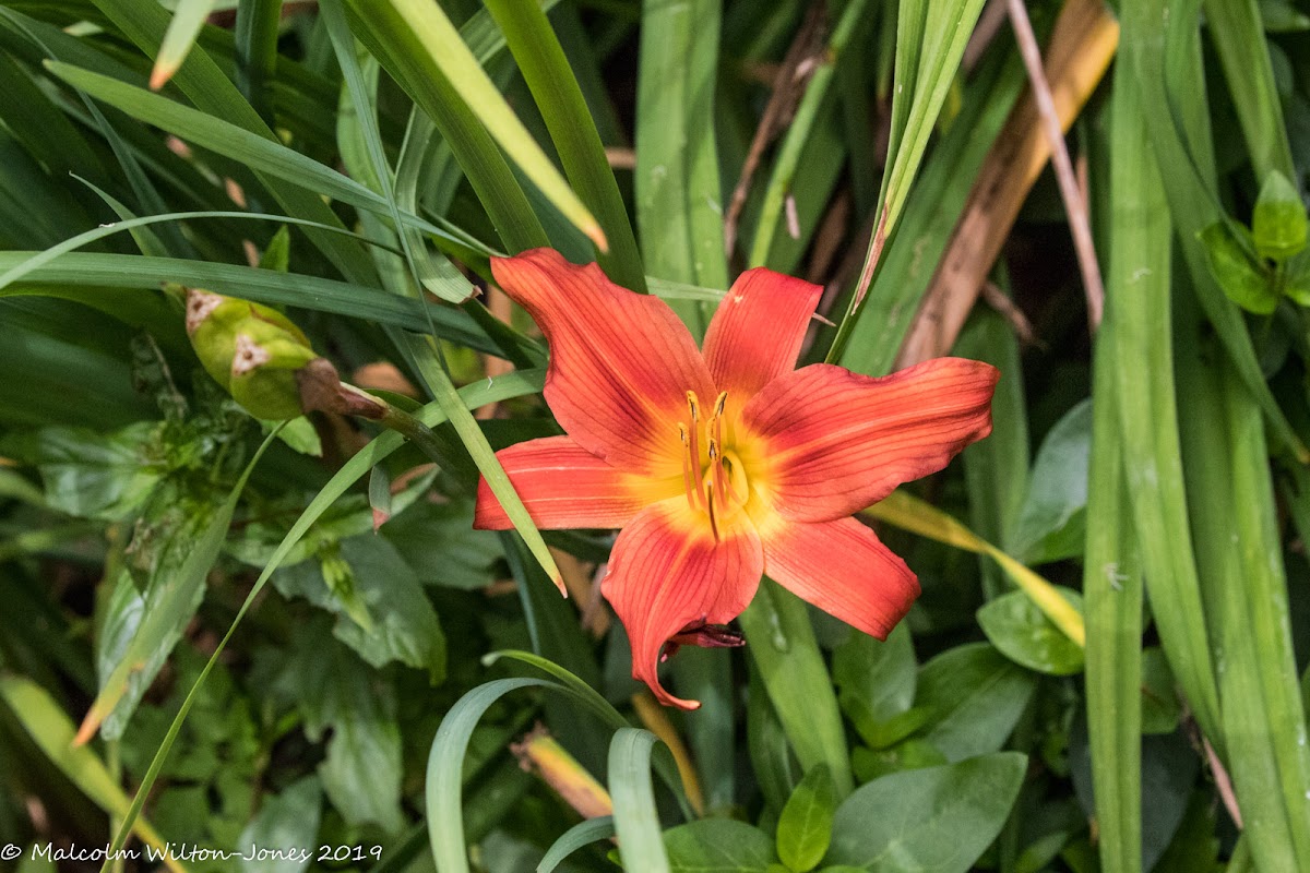 Orange Daylily