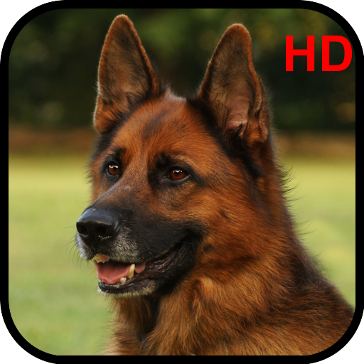German Shepherd Wallpapers