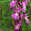 Early-purple Orchid