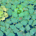 Water caltrop,  European water chestnut