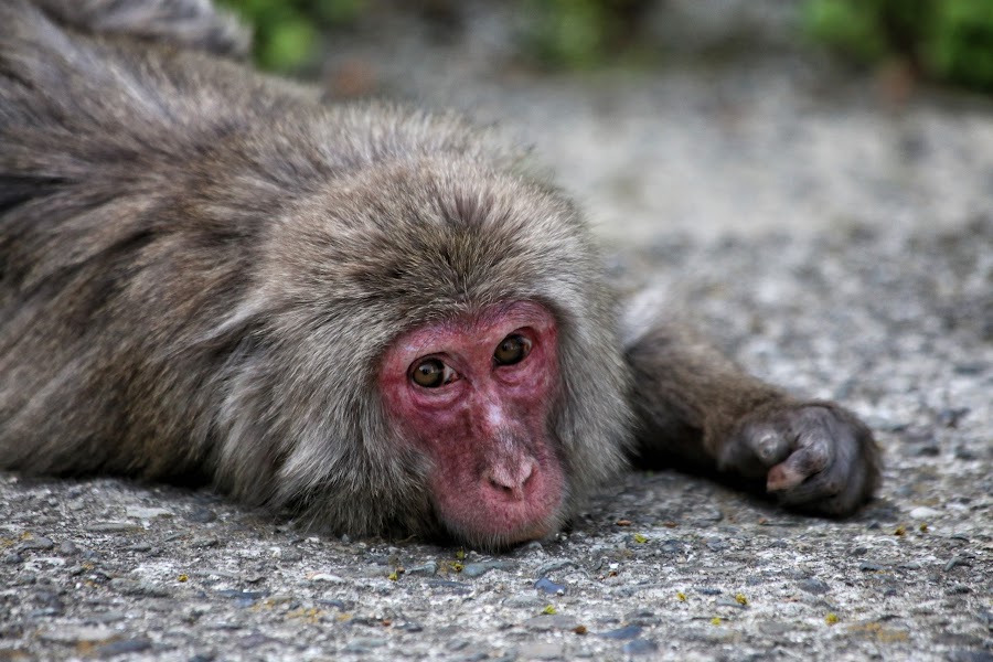 Beppu, Takasakiyama Monkey Park, małpy