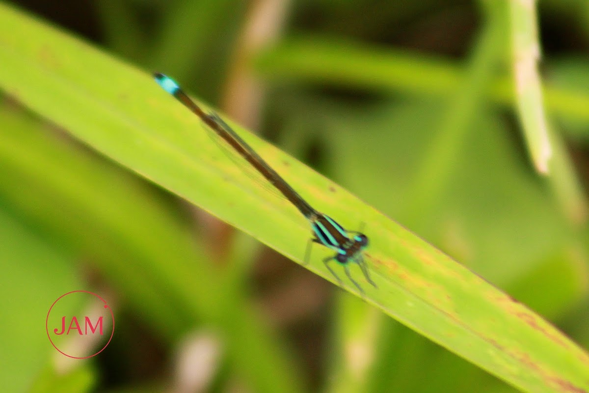 Rambur's Forktail Damselfly