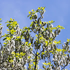 Great Sallow