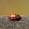 Spotted Lady Beetle