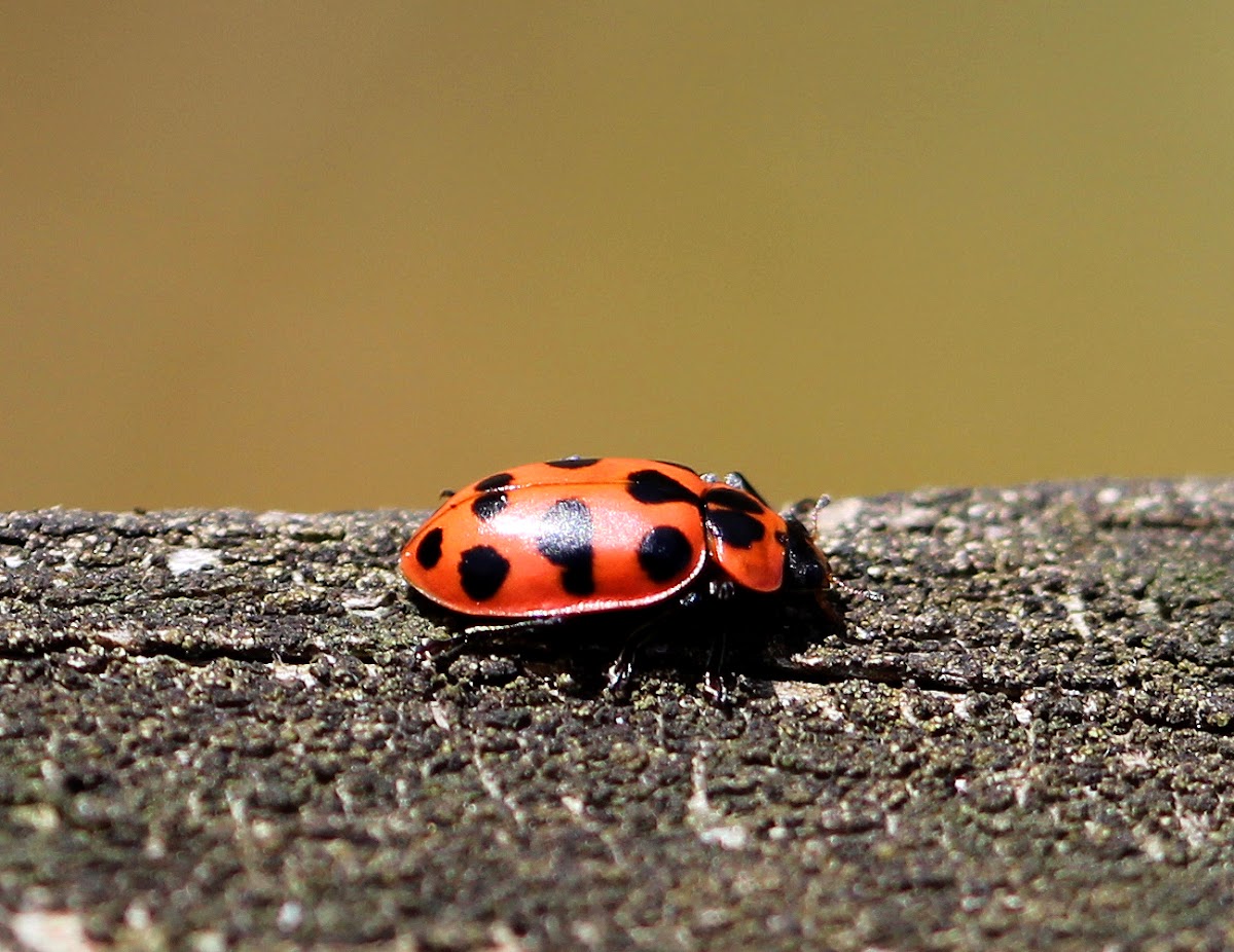 Spotted Lady Beetle