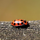 Spotted Lady Beetle