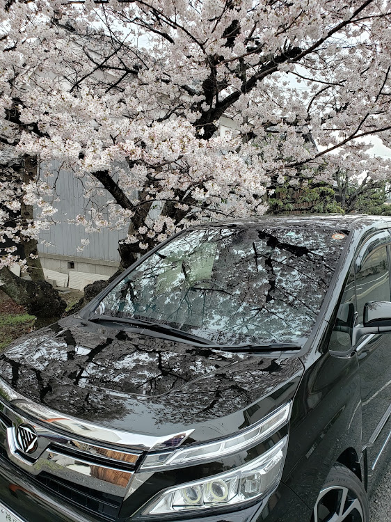 ヴォクシーのBWLT!・Black List !・White List!・🌸桜🌸と愛車に関するカスタム事例の投稿画像4枚目