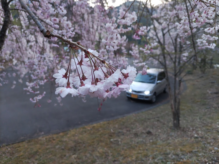 ミラの桜と愛車・もう殆ど散ってしまいました。・タイヤ交換しなければ。・メイン車より絶好調。に関するカスタム事例の投稿画像11枚目