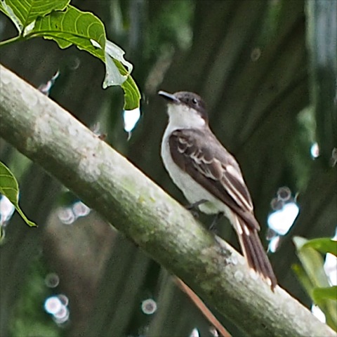 Eastern Kingbird