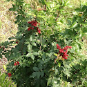 Berry bush